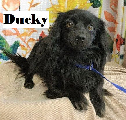 Ducky